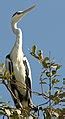 Category:Birds in the Gir Forest National Park - Wikimedia Commons