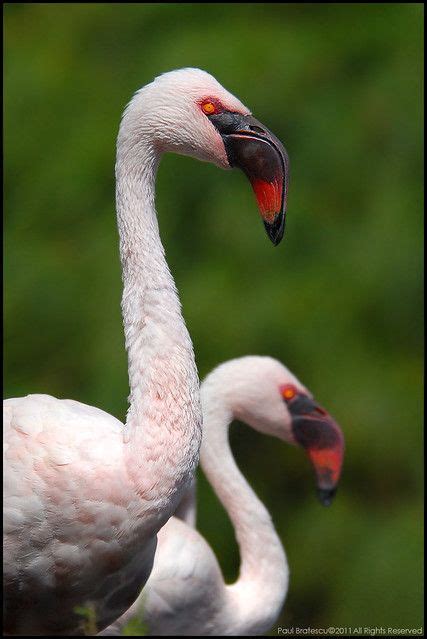 Lesser Flamingo - Beautiful Birds in Nature