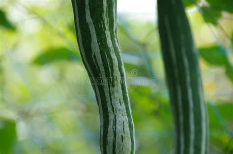 Snake Gourd Stock Photo Image Of Plant Snake Vegetable