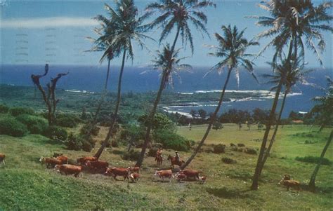 Hana Ranch Maui C1956 Paniolos On A Working Ranch In Hana Flickr