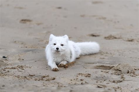 Premium Photo Arctic Fox Vulpes Lagopus In Wild Tundra Arctic Fox