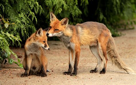 Säugetiere der FFH RL Natura 2000 Manager in