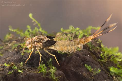 Mayfly nymphs (order Ephemeroptera) | LIFE IN FRESHWATER