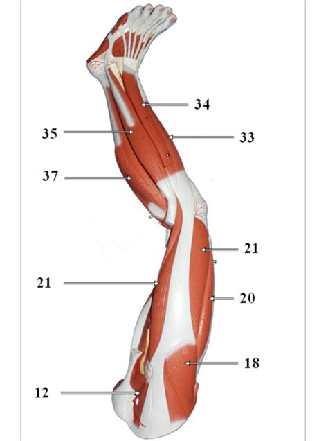 Bsc Lab Lesson Leg Diagram Quizlet