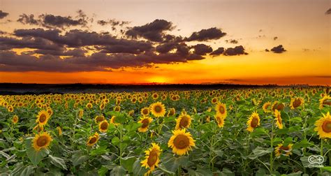 Conhecemos um campo de Girassóis nos arredores de Goiânia que é um