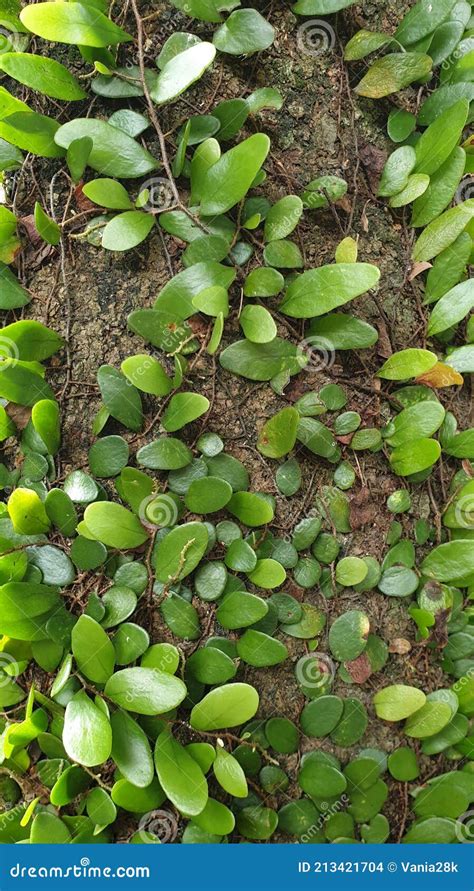 Dragon Scale Fern Or Pyrrosia Piloselloides Growing Wild On Tree Bark