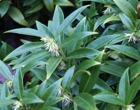 Sarcococca humilis- Himalayan Sweetbox-Live Starter Plant Sacred Roots