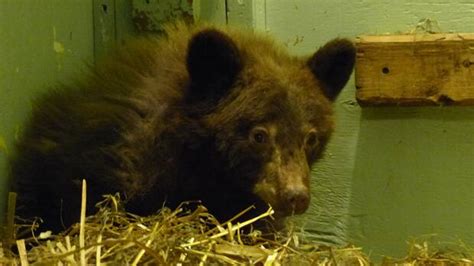 Orphaned Bear Cub Found Living With Chickens Cbc News