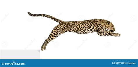 Side View Of A Spotted Leopard Leaping Panthera Pardus Isolated On