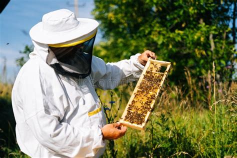 Apiarist Inspectant Le Nid D abeilles Complètement Les Abeilles Sur Le