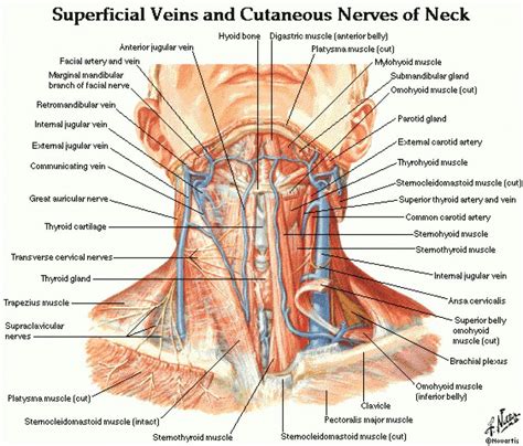 Major Vessels Of Neck Anatomy Anatomy Of Head And Neck Nerves Video