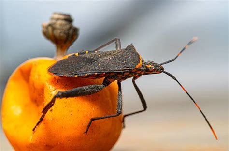 10 Of The Most Dangerous Bugs In Texas