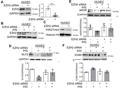 Ezh Knockdown In Huvec Reduces H K Me And Reverses Intermittent High