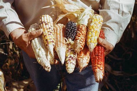 Aprender Acerca Imagen Origen De La Palabra Elote Abzlocal Mx