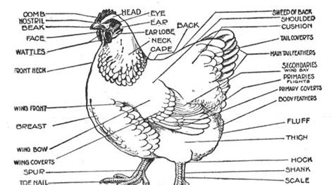 Chicken Diagram And Anatomy Of A Chicken Pictures And Labels