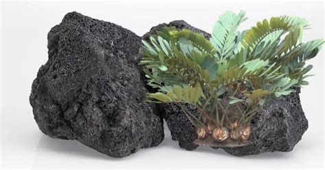 Ultimate Guide: How to Use Lava Rocks for Plants - SkyeVibes