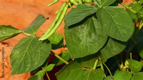 Stockvideon Moong Bean Plant In Southeast Asia And The Indian