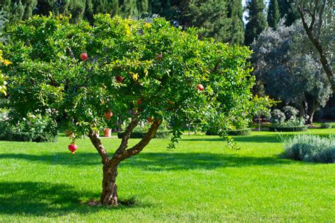 Granatapfelbaum Richtig Pflanzen Standort Pflege Sorten