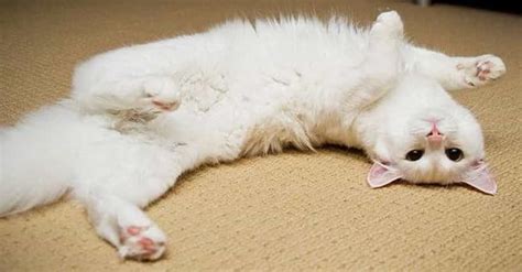 Flexible Cats | Funny Pictures of Cats in Weird Poses