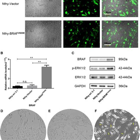 Establishment Of The Brafv E Overexpressed Cell Model A Typical