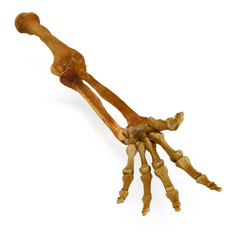 Human arm bones 3D Model - by Renderbot LLC