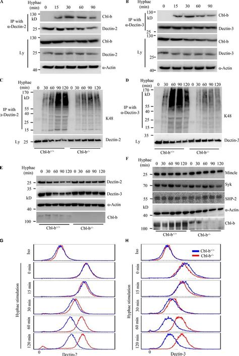 Cbl B Mediates Ubiquitination And Degradation Of Dectin 2 And Dectin 3 Download Scientific