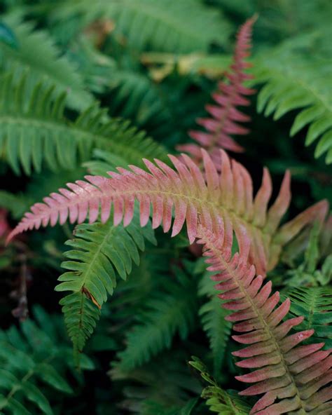 9 Low Maintenance Ferns To Liven Up Your Shade Garden