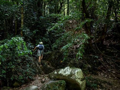 Khao Sok Jungle Trekking Discover The Magic Of The Rainforest