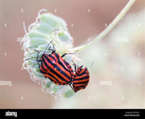 Mating Striped Shield Bugs Graphosoma Lineatum Stock Photo Alamy