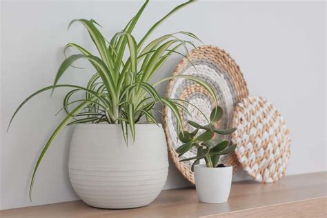 13 Spider Plant Benefits For Home & Office | Houseplant Alley