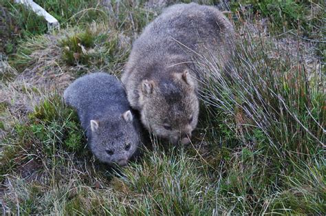 Cradle Mountain Wombat Atsushi Kase Flickr