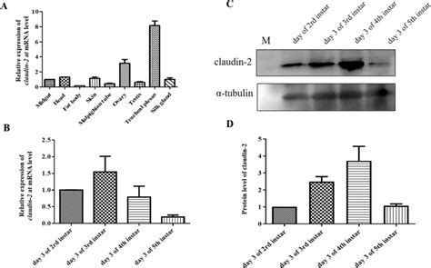 Claudin 2 Expression Pattern Analysis In Silkworm A Detection Of Cldn2