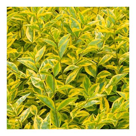 Ligustrum Ovalifolium Aureum Gold Privet Hedging Circa Cm