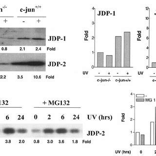 P53 Expression In JDP 2 Overexpressing Cells Upon UV Irradiation A