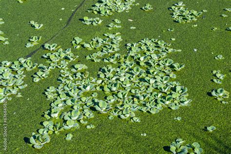 Pistia Stratiotes Swims Among Aquatic Plants Rootless Duckweed