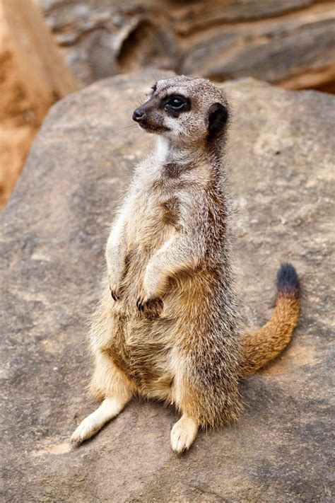 A Meerkat Standing Straight Up Stock Photo Image Of View Small