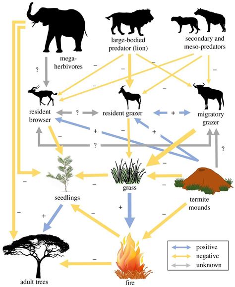 The Spatial Distribution Of African Savannah Herbivores Species