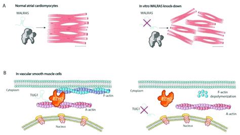 Schematic Representation Of Cytoskeletal Lncrnas Involved In Cellular