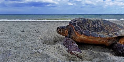 Il Primo Nido Di Caretta Caretta Del 2019 è In Calabria Il Rifugio