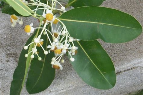 Clusiaceae: Calophyllum inophyllum