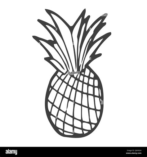 Vector Hand Drawn Pineapple Outline Doodle Icon Pineapple Sketch