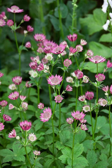 Sterndolde Roma Astrantia Major Wyss Shop