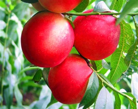 dwarf bonanza peach seeds sweet fruit  pcs bestseedsonlinecom