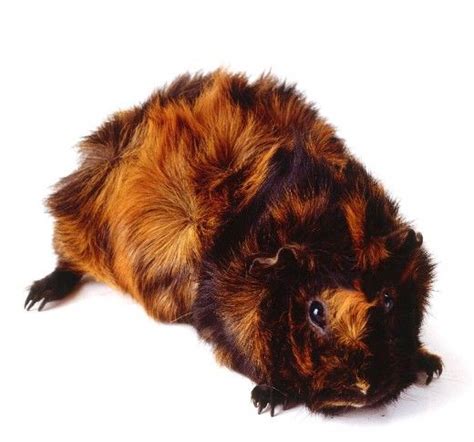 Abyssinian Guinea Pigs Care Guide Breeds Colours Origin Cute