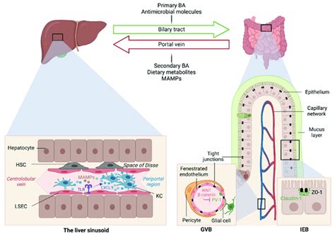 Gut Liver Communication Axes In Health The Gut And Liver Are