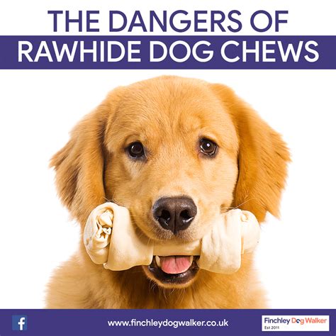 Is Rawhide Safe For Dogs? - Finchley Dog Walker