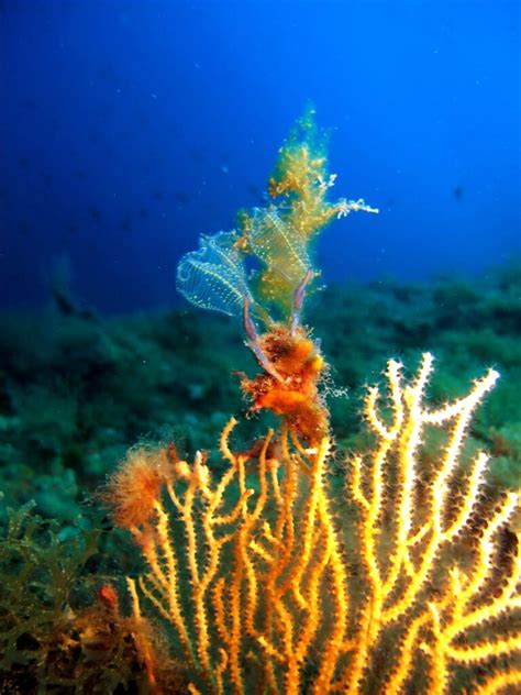 Parco Marino Riviera Dei Cedri Presto Nuovi Tesori Sotto Tutela