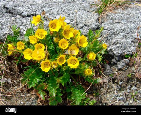 Mountain carnation root Stock Photo - Alamy