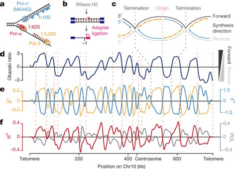 Mapping DNA synthesis in vivo using emRiboSeq. a, Replicative ...