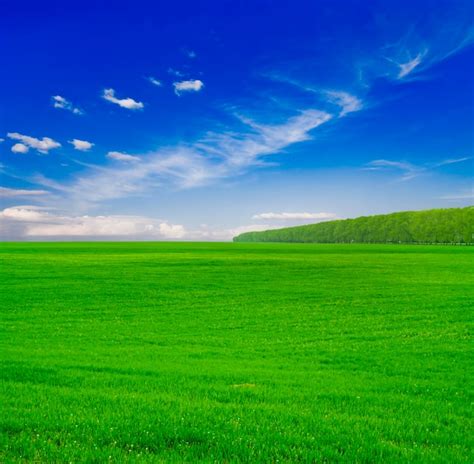 Premium Photo | Green grass under blue sky